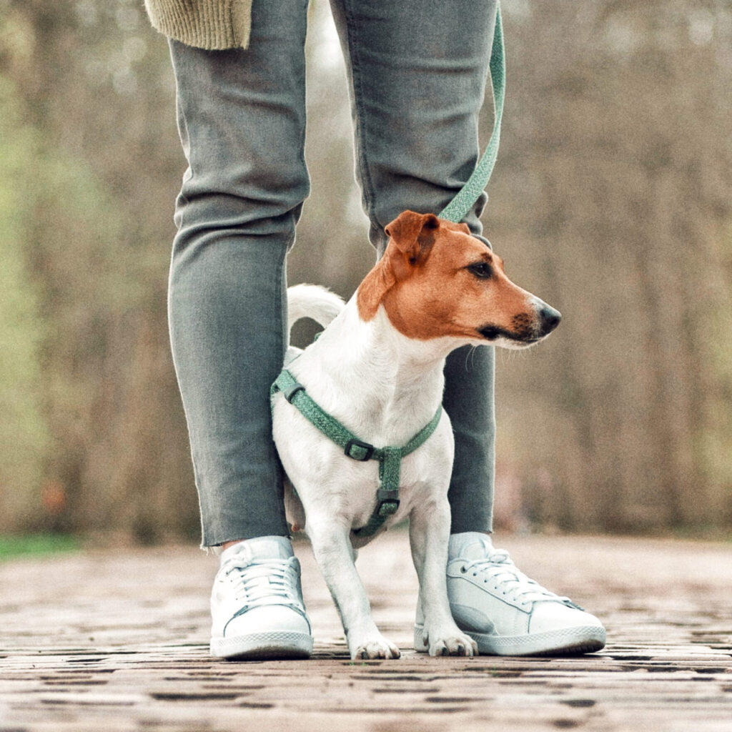 Hund steht zwischen Beinen von Halterin.